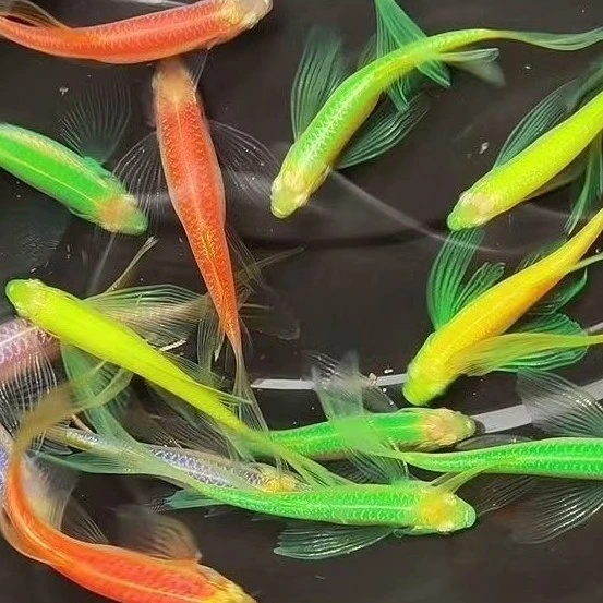 懒人养鱼好养蝶翼斑马不打氧不过滤 新手闯缸鱼小鱼观赏鱼小型