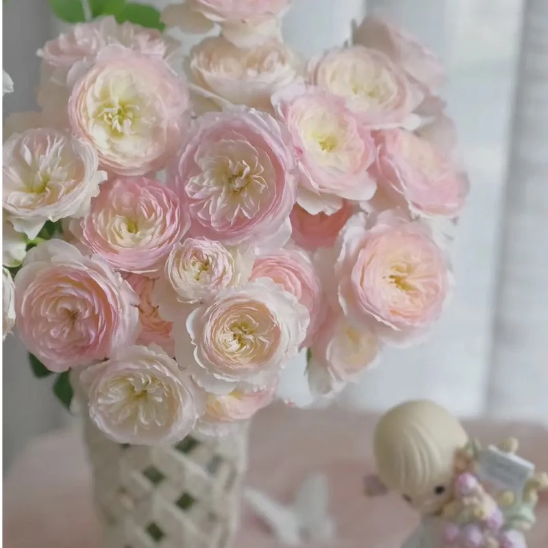 【凯拉多头玫瑰】稀有小众花材 温柔如风系列多头玫瑰凯拉