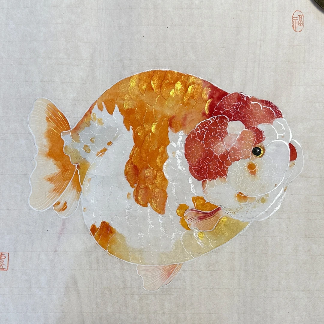兰寿金鱼成品专拍区【下单前请咨询，图文与链接无关】