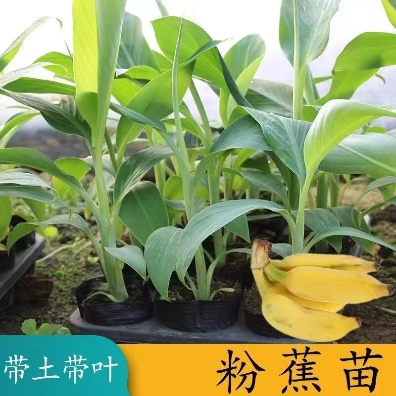 矮化香蕉树苗粉蕉苗皇帝蕉小米蕉苗当年结果香蕉树苗