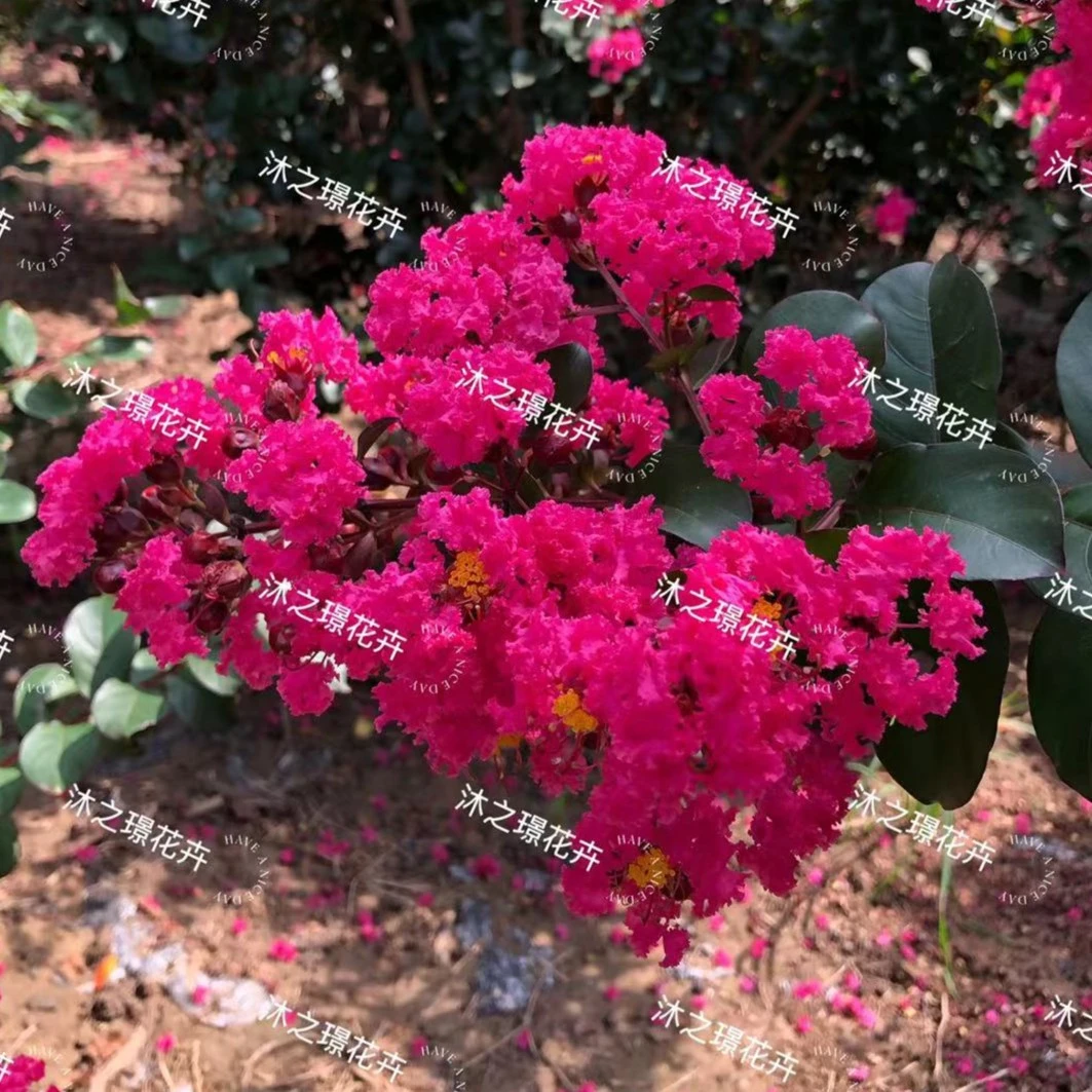 （天鹅绒进口）品种枚红色紫薇花树苗适用工程庭院别墅耐寒耐热