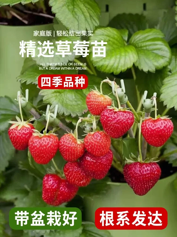 四季草莓苗奶油红颜草莓秧大棚种植草莓盆栽当年结果新苗带土果苗