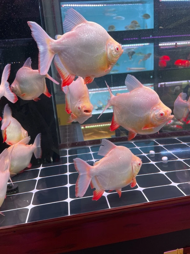 球体红眼白子银板鱼白子鲳大型猛热带观赏鱼活体龙鱼配鱼18-20cm