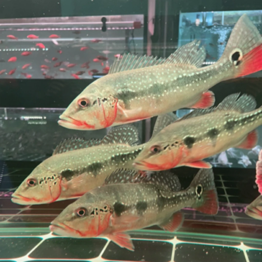 fogo三间 野生帝王蓝帆三间鱼龙鱼混养龙鱼高端配鱼热带观赏鱼