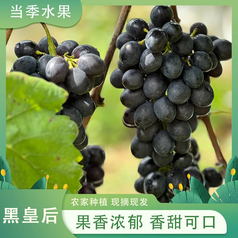 贵州农家种植当季水果新鲜黑皇后10斤装包邮