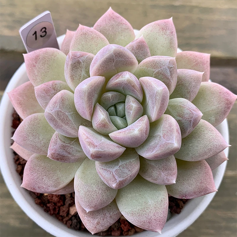 蘑菇多肉园 多肉植物一物一拍 （走播链接）