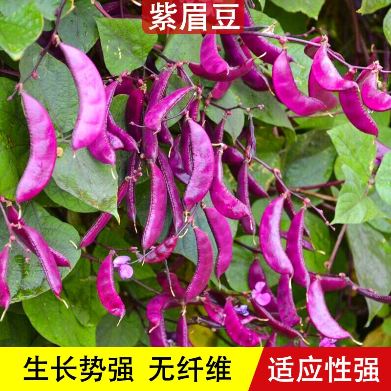 摘不败紫眉豆种子高产豆角春季紫红扁豆种籽四季农家蔬菜孑
