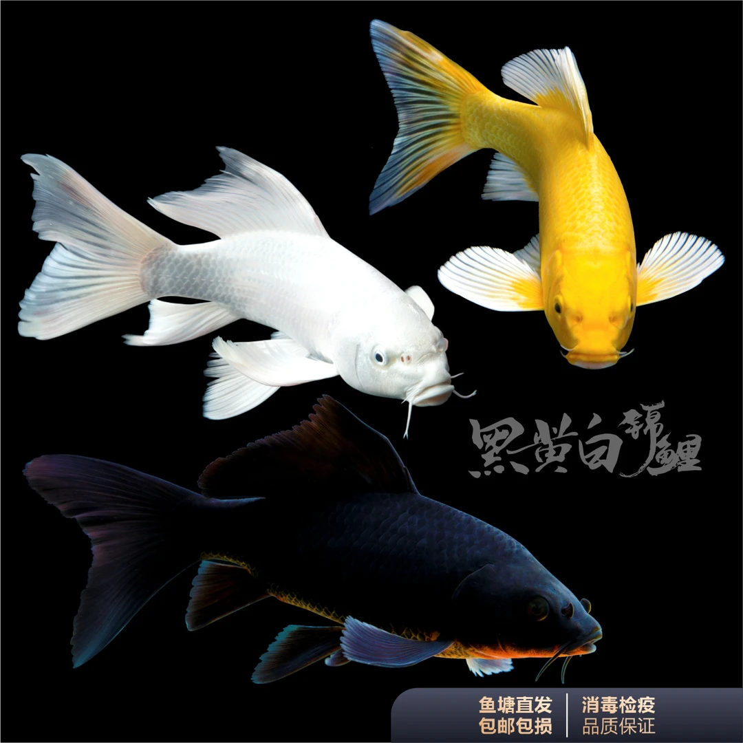冷水观赏鱼纯种招财锦鲤鱼黄金白金黑金长尾鱼小型活鱼苗