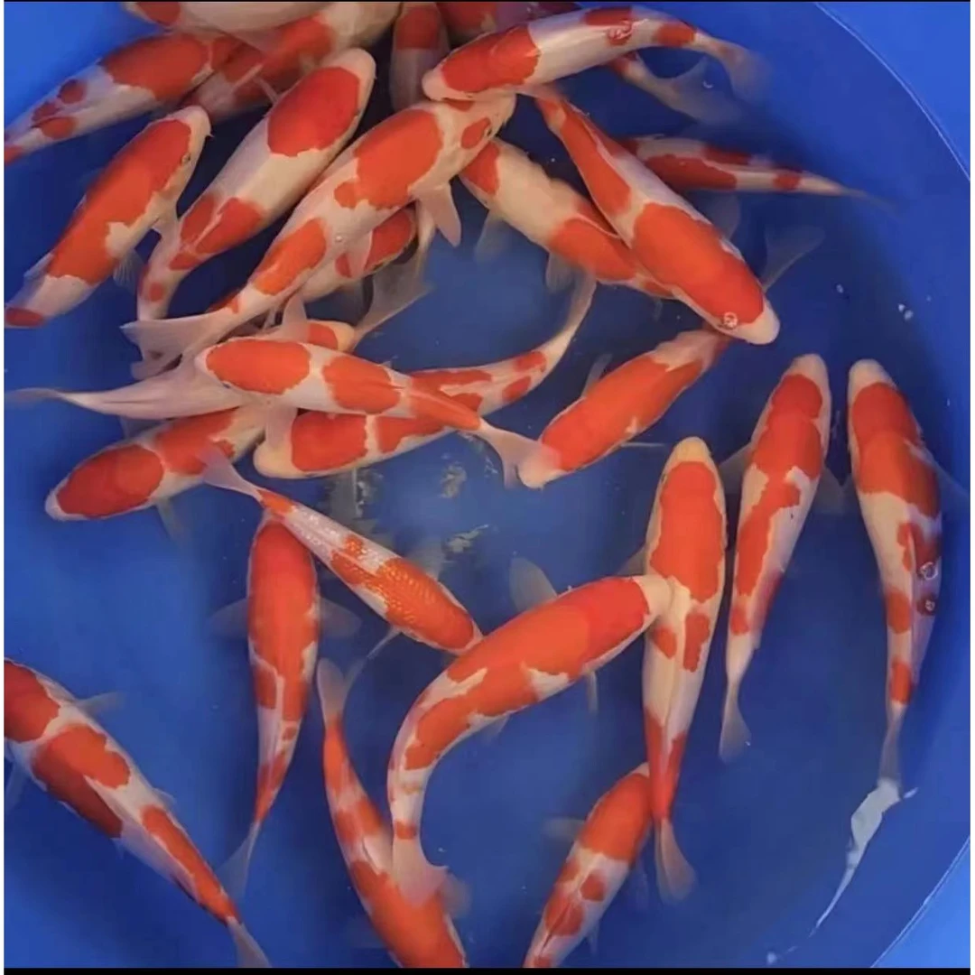 锦鲤活鱼包邮观赏鱼活体直播链接