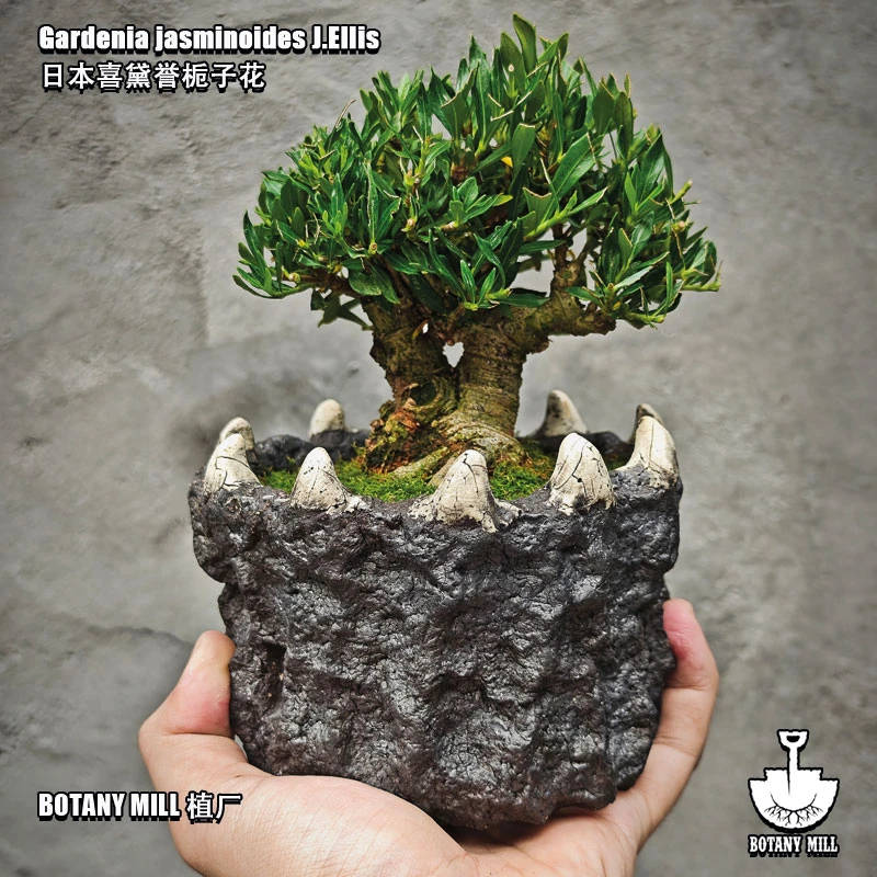 BOTANY MILL植厂 日本喜黛誉栀子花 燃叶栀子花 控养矮霸老桩含盆