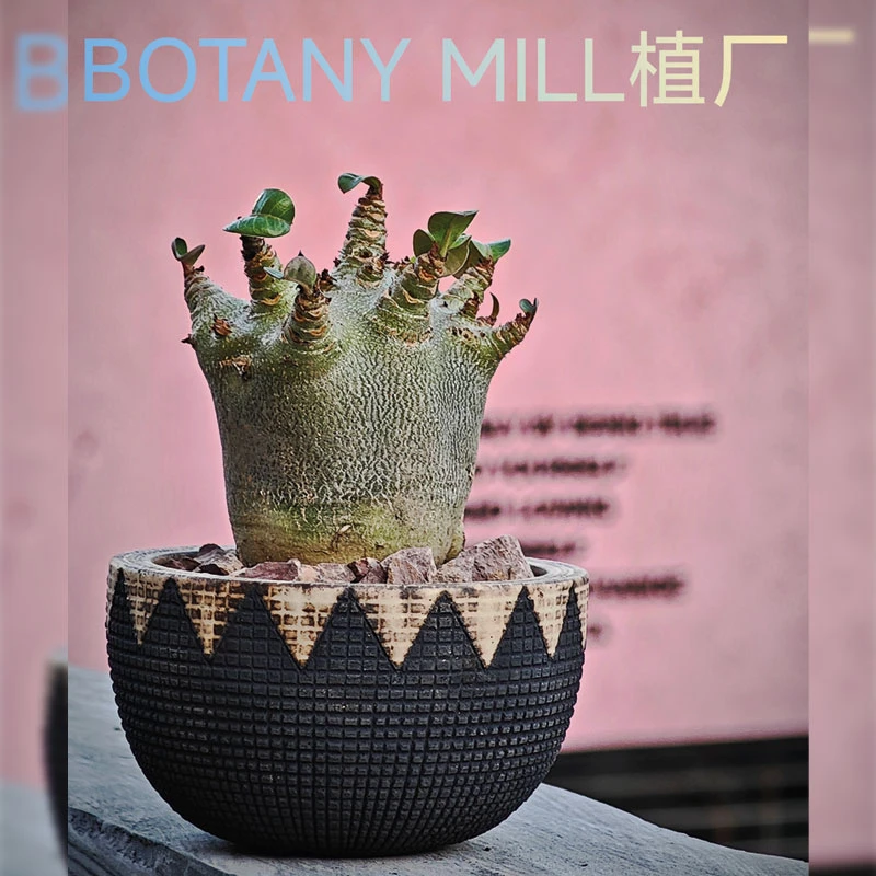 BOTANY MILL植厂 泰国哥斯拉沙漠玫瑰 小胡巴 同规格随机含盆发货
