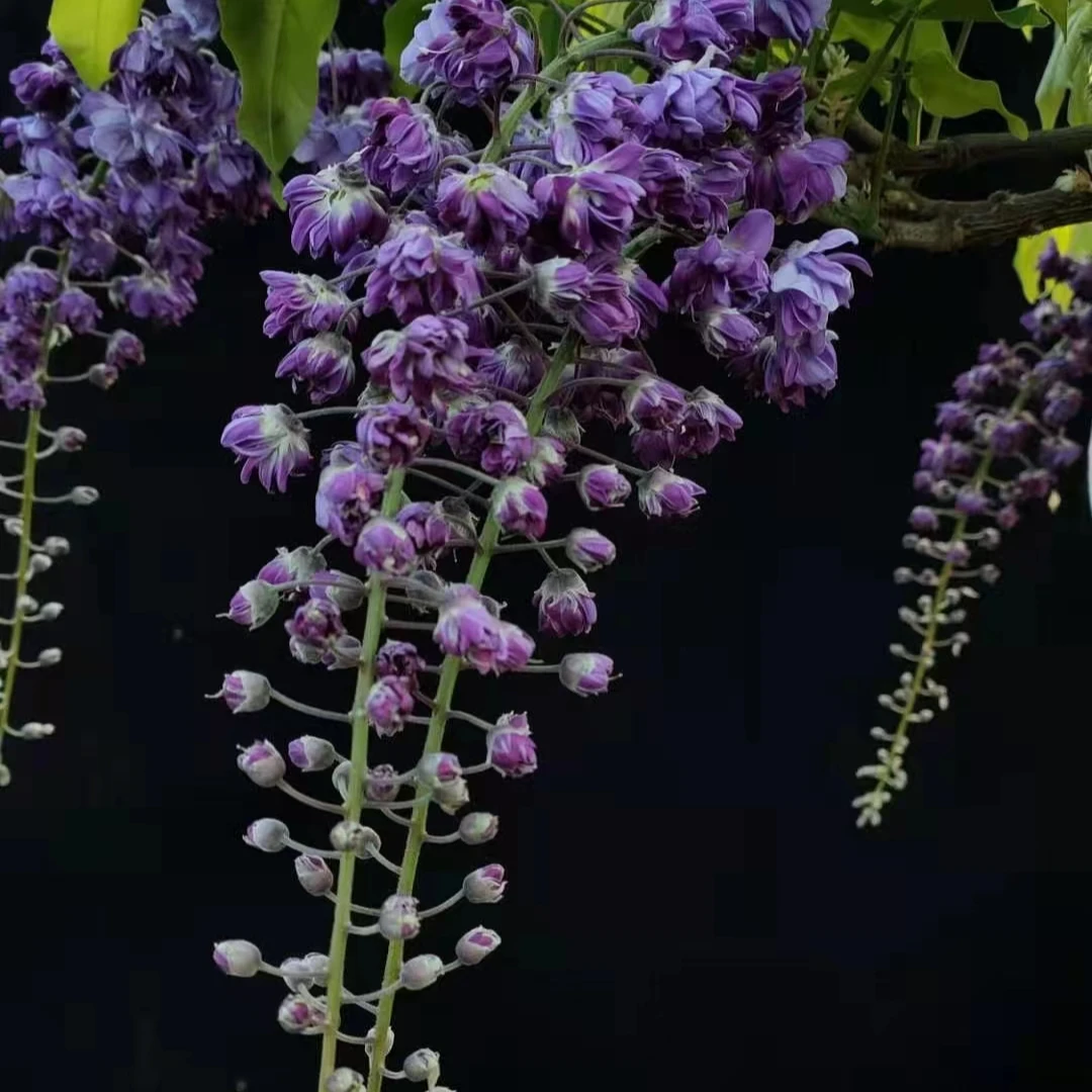【紫藤盆景】南北方种植室内外耐寒