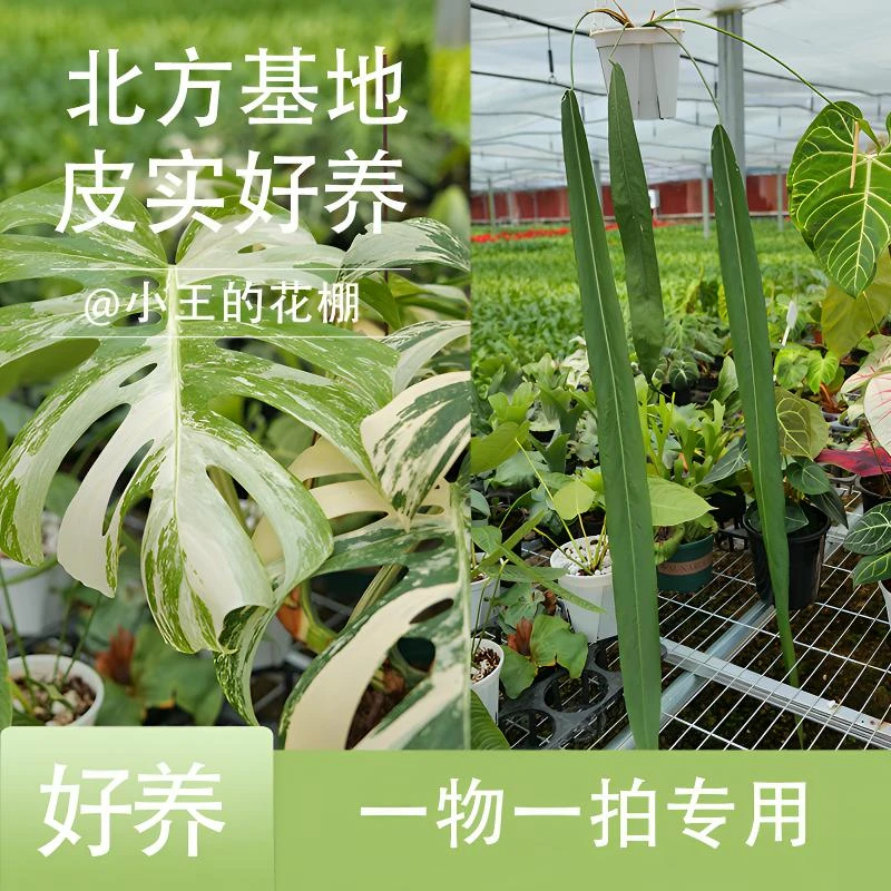 【小王的花房】200以内直播专用一物一拍花烛锦化 植物 热植耐实好