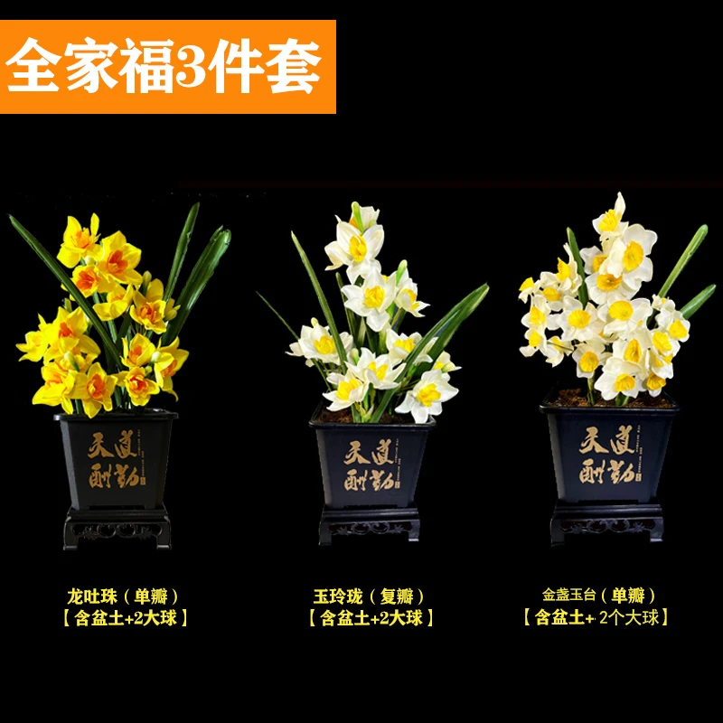 【全家福3件套】正宗漳州水仙花栽耐寒室内种球水培年宵花卉好养活