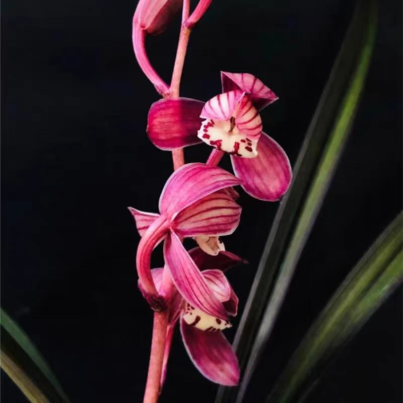 建兰红草红荷浓香6-12月份开花四季兰开花苗5年老草30-40公分高度