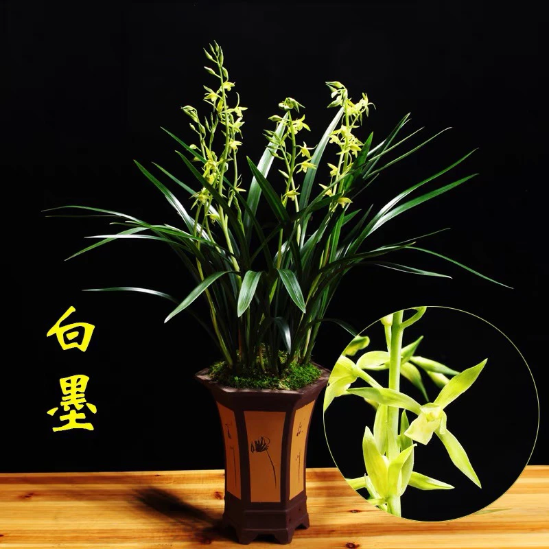 (君兰园）墨兰名品白墨浓香素心花春节开花两壮苗裸根发货