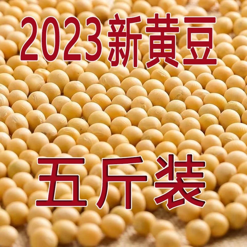 东北能发豆芽的豆散装发豆芽专用豆黑龙江省豆特产阳光颗粒营养Y