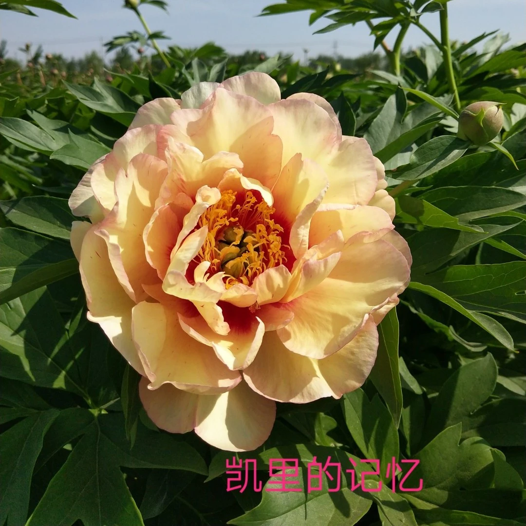 进口伊藤观赏芍药盆栽地栽阳台庭院4到5芽种苗
