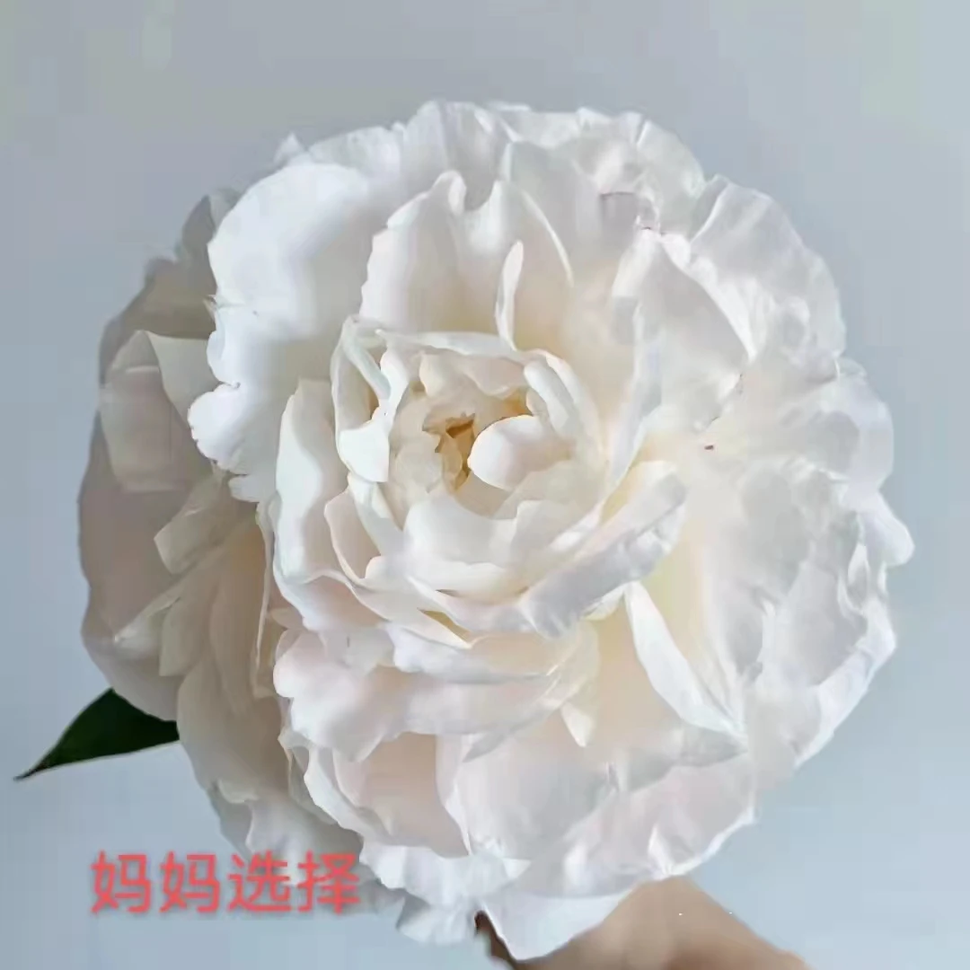 千层大花重瓣白色芍药种苗地栽盆栽阳台庭院栽培耐寒耐旱新手可入