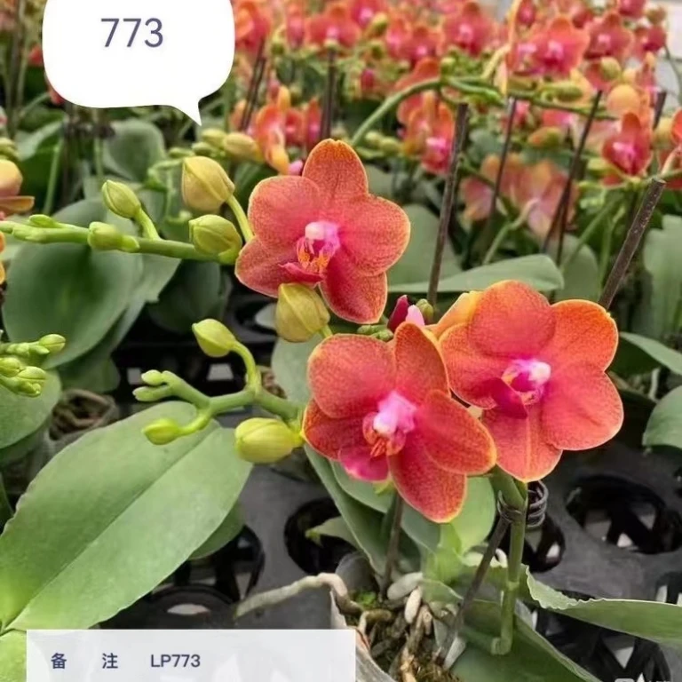 蝴蝶兰台湾原生橘变红小香花LP773室内阳台客厅摆件装饰鲜花绿植