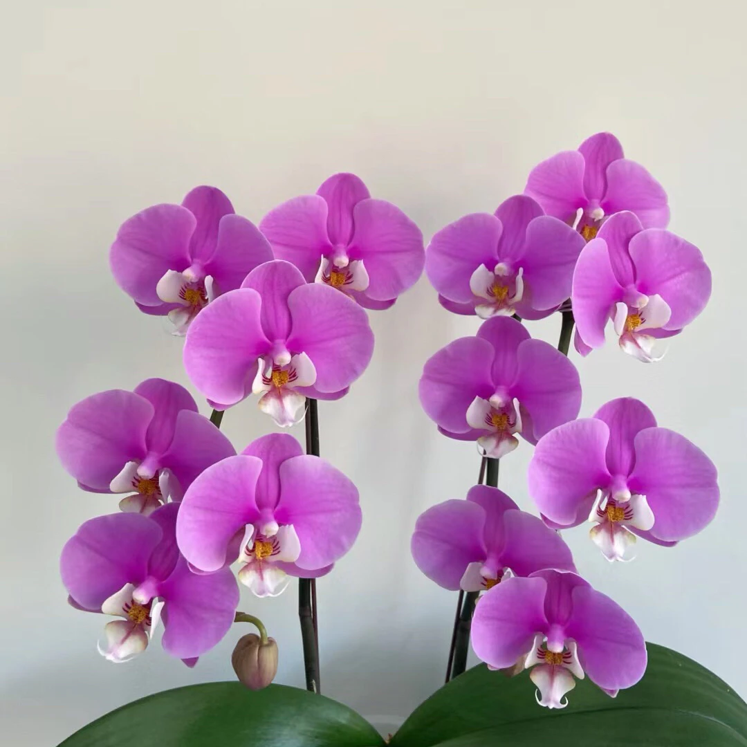 蝴蝶兰安娜带剑室内鲜花绿植盆栽植物花卉