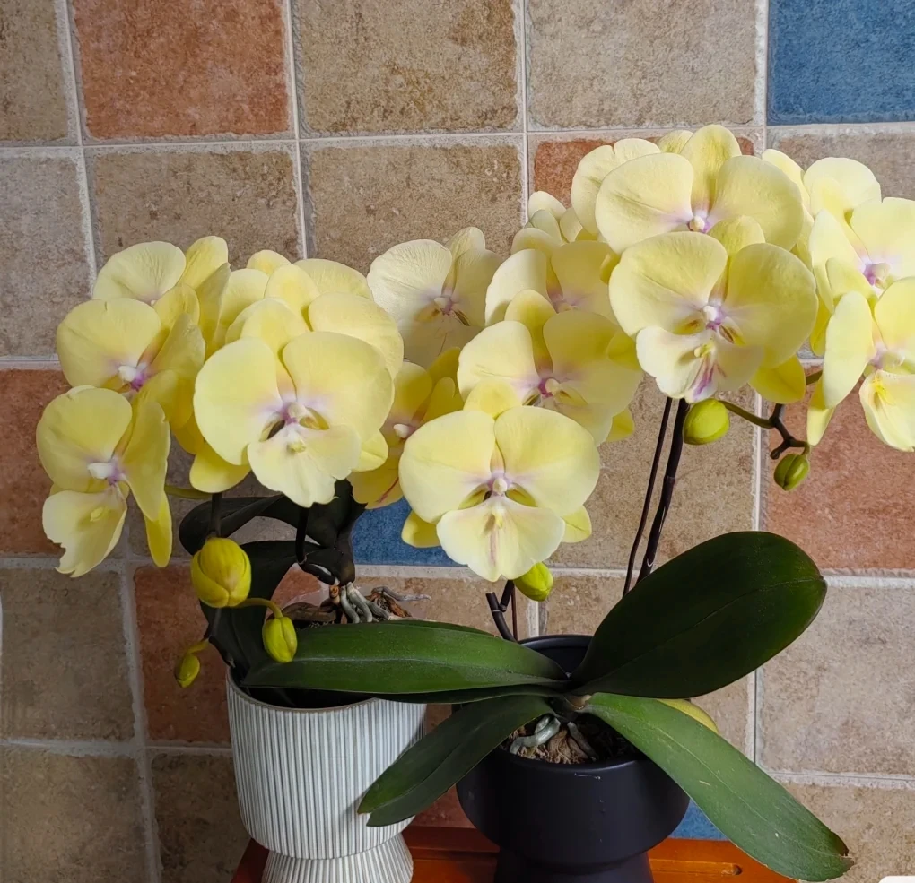 蝴蝶兰室内阳台客厅摆件装饰鲜花盆栽高档送礼稀缺正宗兰花卉