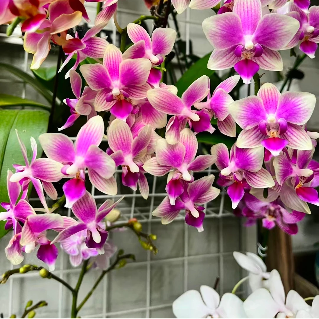 台湾原生品小莓果香型蝴蝶兰室内阳台摆件装饰鲜花盆栽高