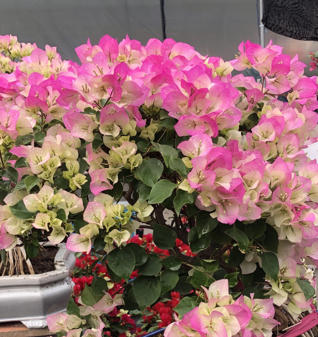 绿樱棒棒糖·四季开花渐变色系勤花晒太阳会变粉