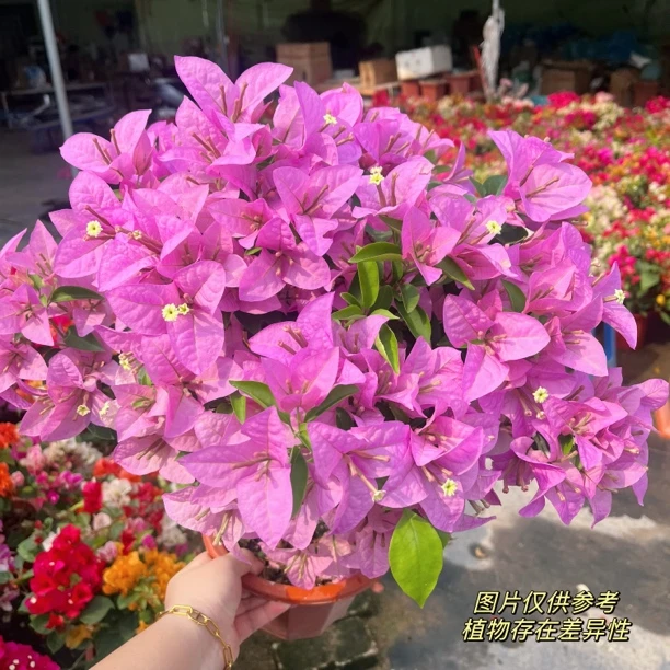 新加坡大宫粉·新品种苗勤花网红四季开花爬藤三角梅