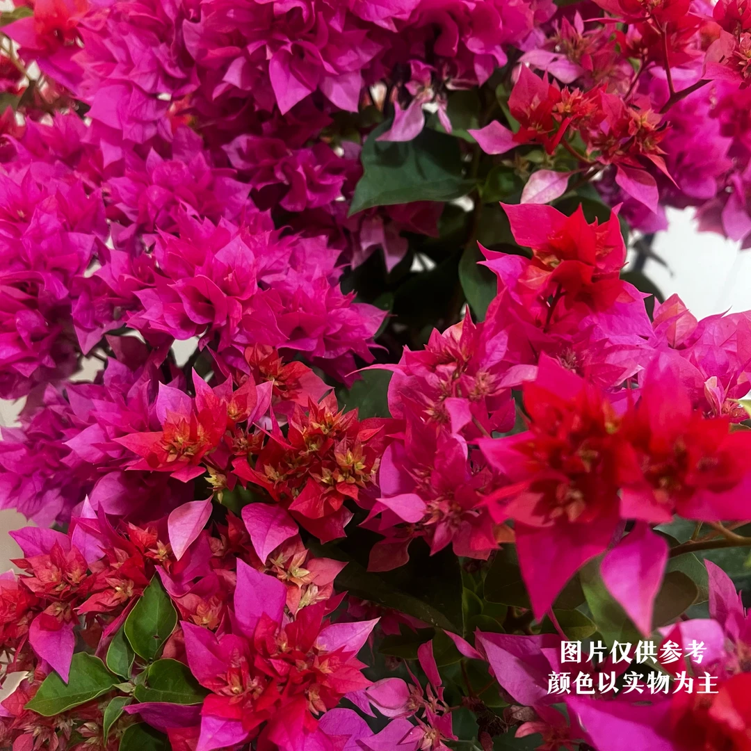 重瓣红·多瓣开花机器四季开花三角梅