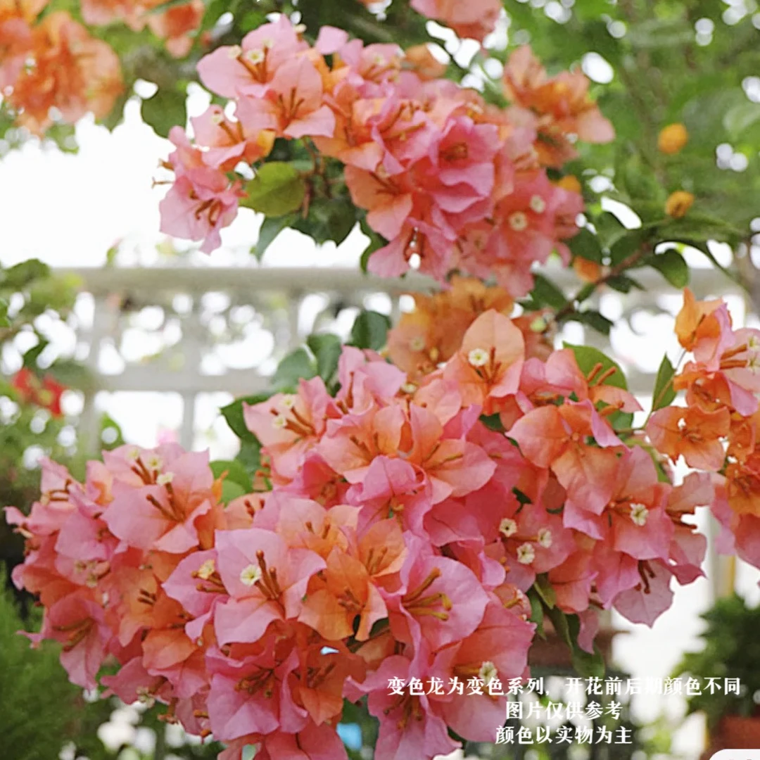 黄橙粉变色龙·四季勤花爬藤垂钓三角梅