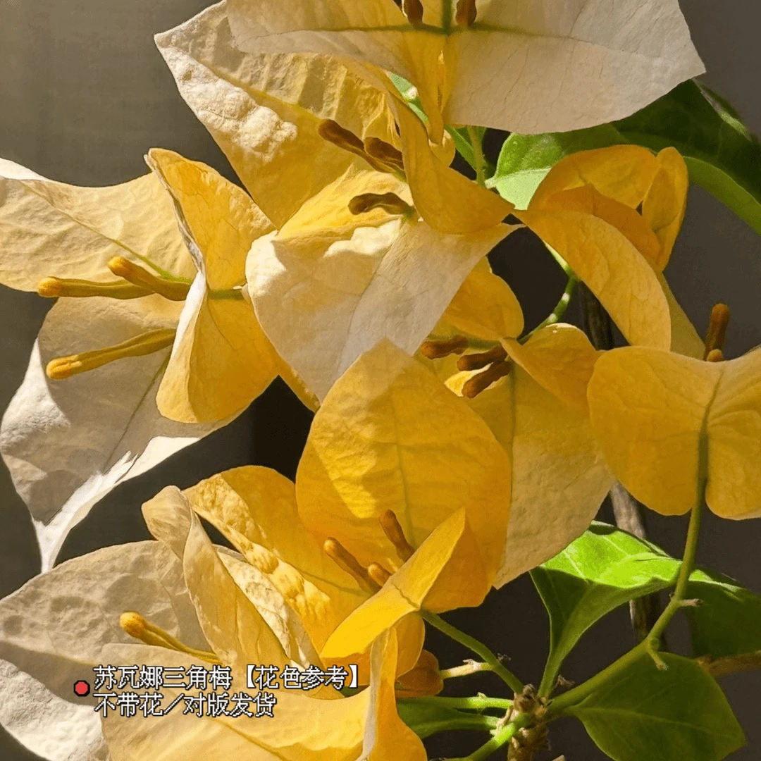 苏瓦娜·奶黄色四季勤花爬藤垂钓三角梅鹅黄