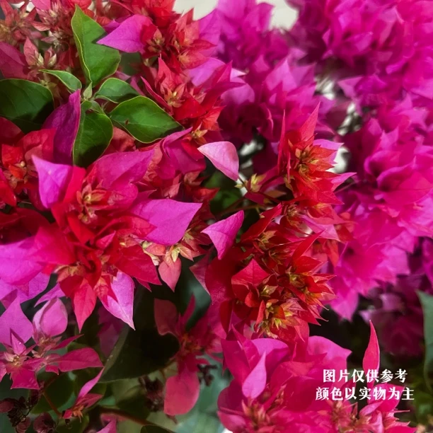 重瓣红·勤花复瓣三角梅爬藤四季开花a