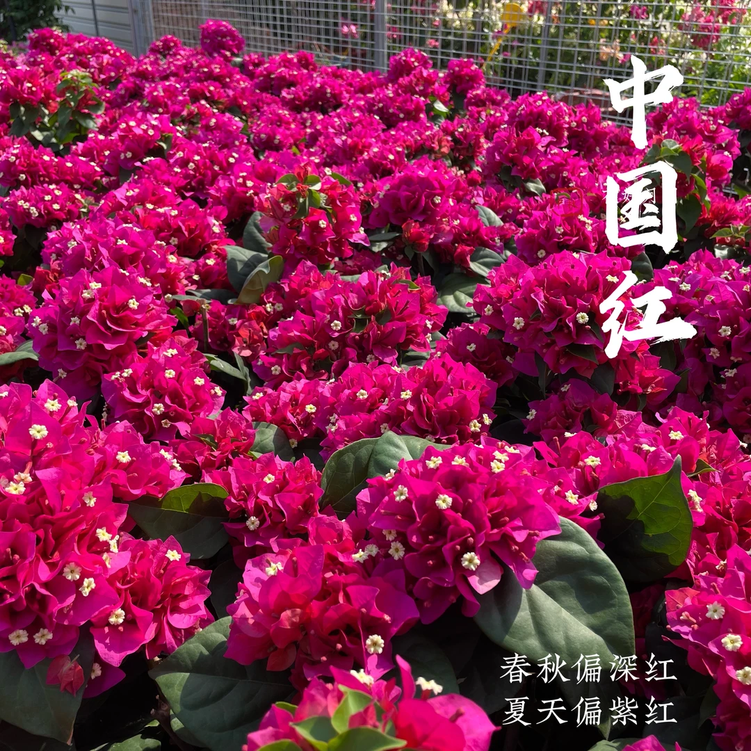 中国红·大花大叶玫瑰花色三角梅四季开花爬藤垂钓