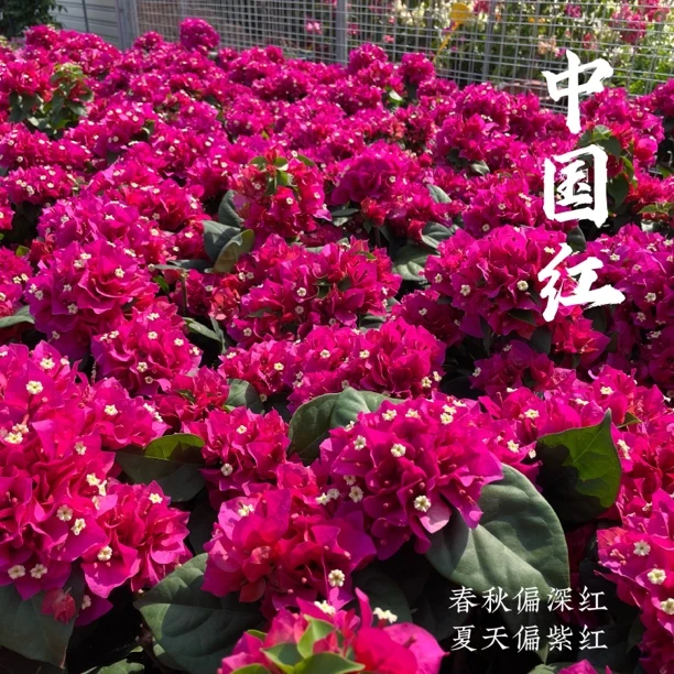 中国红·大花大叶玫瑰花色三角梅四季开花爬藤垂钓