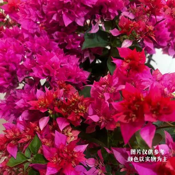 【重瓣红】复瓣开花机器三角梅