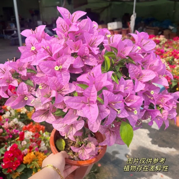 【新加坡大宫粉】勤花粉紫色系三角梅