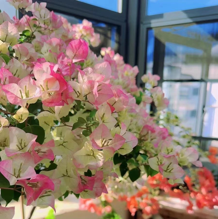 （绿叶樱花）三角梅一物一拍 、 庭院适合