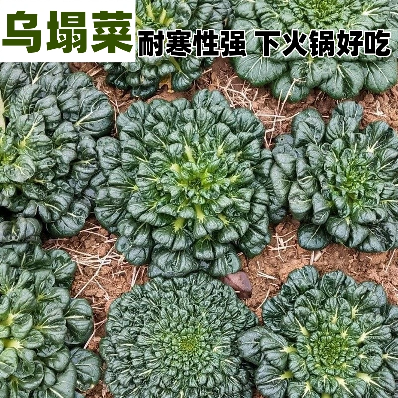 （拍2发3）乌塌菜种子矮脚晚熟口感好耐寒可越冬种植涮火锅好吃高产