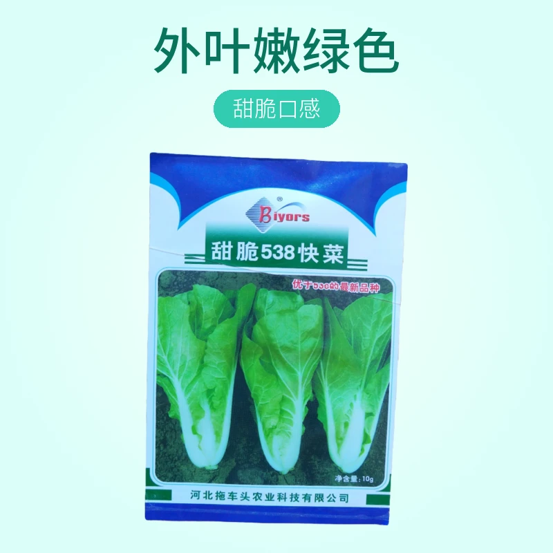 【青菜】甜脆538快菜种子 叶面无刺毛叶片厚 外叶嫩绿色 叶柄宽面平