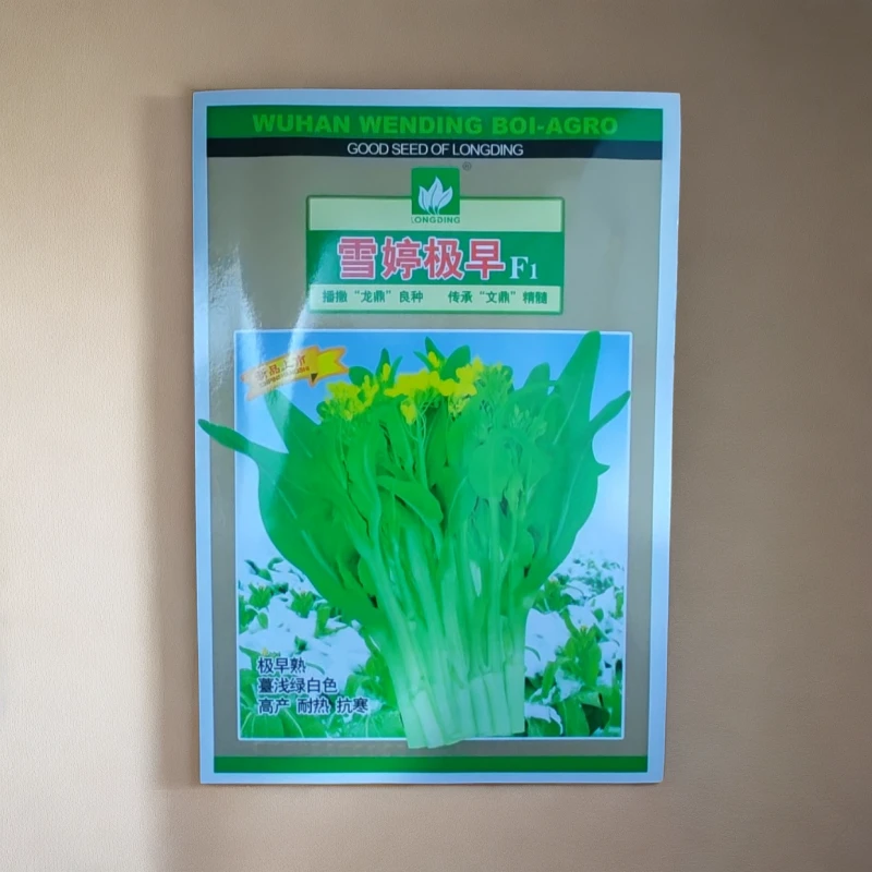 【菜苔】雪婷极早极早熟种子 薹浅绿白色 高产耐热抗寒 耐热 产量高