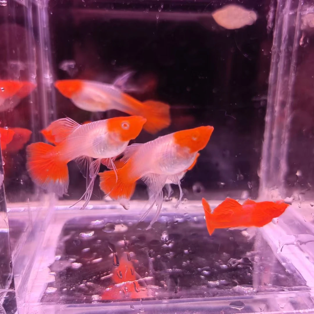 鸿运当头双份水孔雀鱼