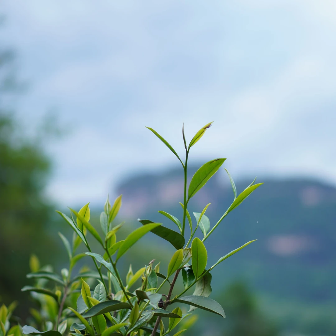 众合先生【慢品-何为桂】武夷岩茶 2泡