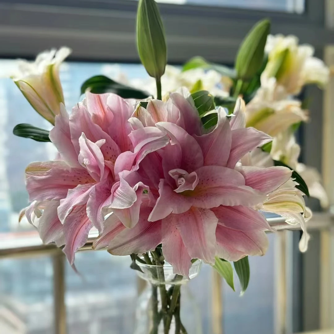 顺顺 福安娜重瓣百合 凑单品单拍不包邮与鲜花任意两单以上包邮