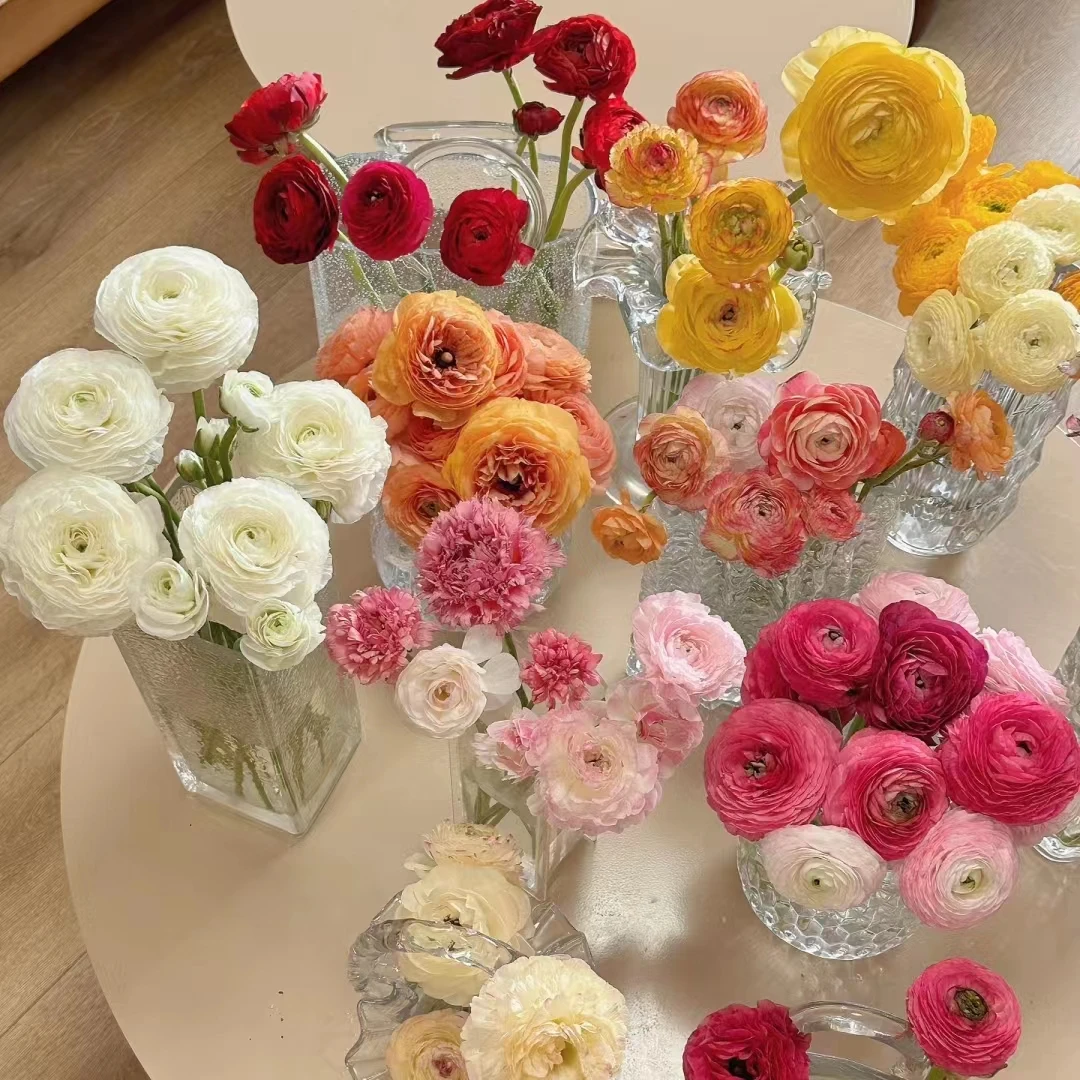 顺顺1 洋牡丹富贵花 拍2单以上快递升级花期长   云南直发