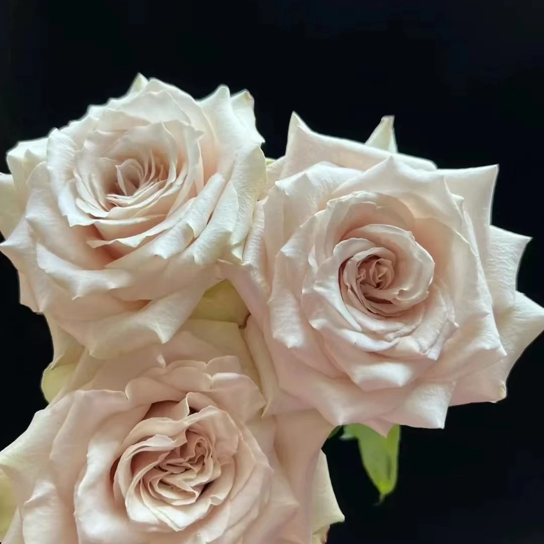 顺顺 流沙玫瑰18支+2支 拍2单以上包邮 发货不支持退款