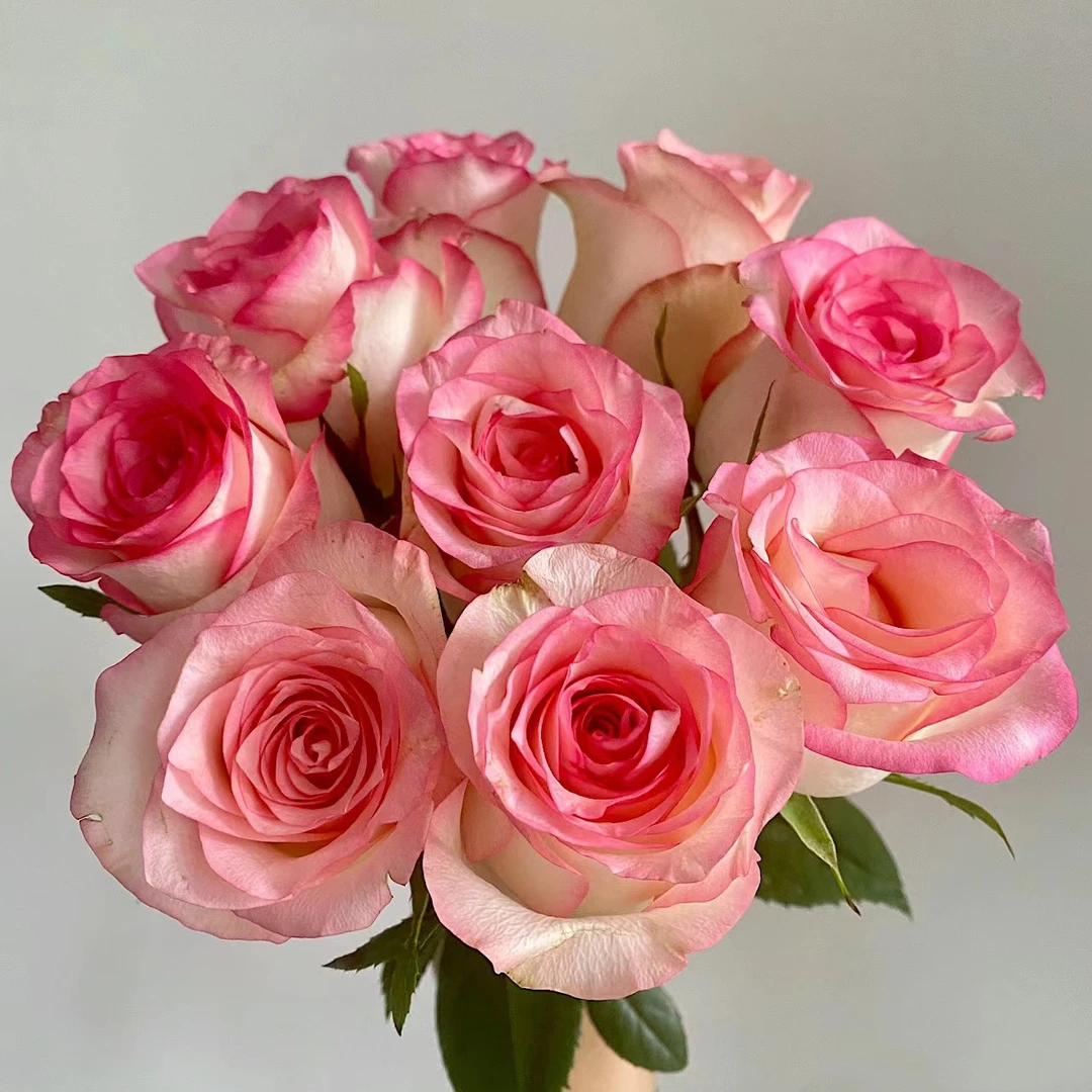 顺顺 艾莎18支+2支防损 拍2单以上包邮已发货不支持退款