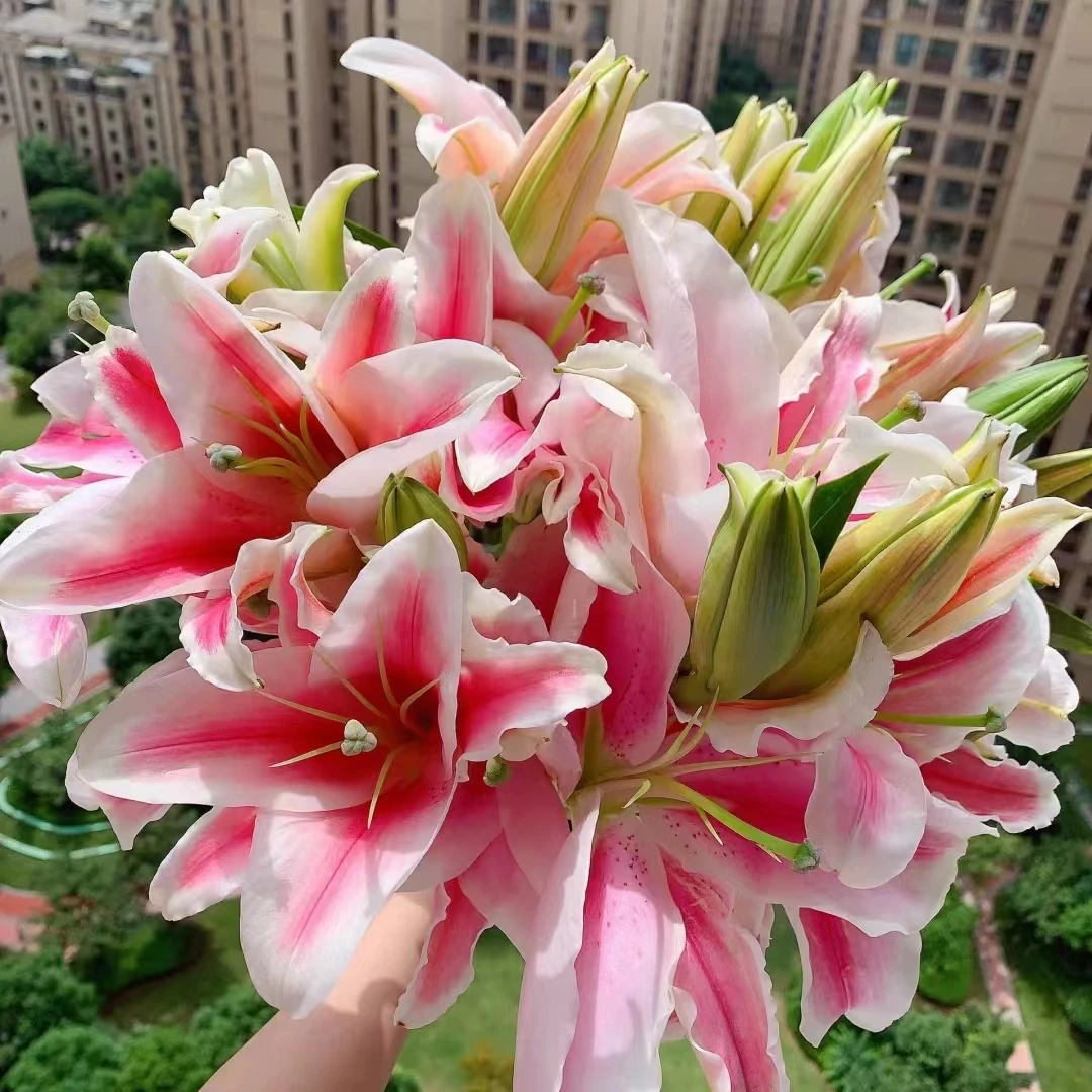 顺顺 索尔邦百合 凑单品单拍不包邮与鲜花任意两单以上包邮