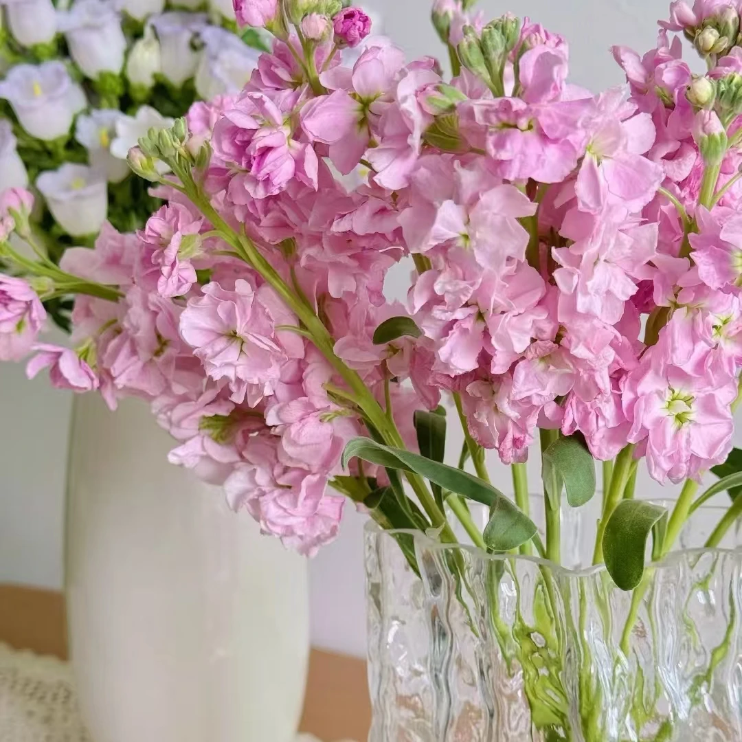 顺顺 重瓣紫罗兰 凑单品  单拍不包邮 云南直发