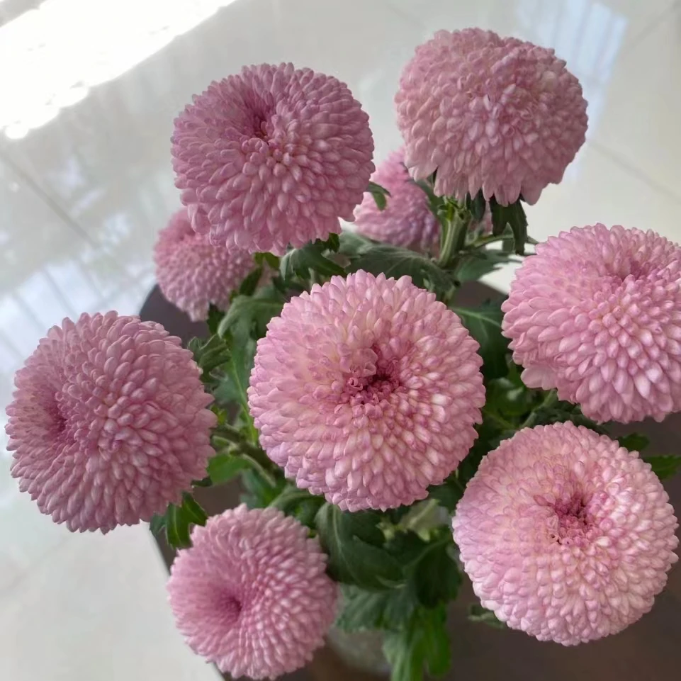 顺顺 乒乓菊 凑单品单拍不包邮与鲜花任意两单以上包邮